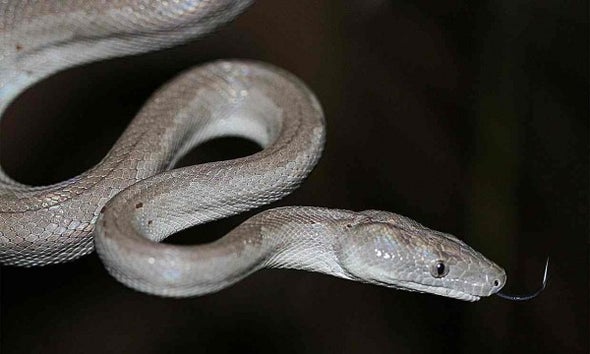Shiny, Metallic Snake Is a Critically Endangered New Species