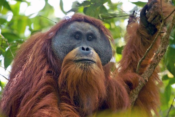 The Biggest Issues for Wildlife and Endangered Species in 2019 - Scientific  American Blog Network