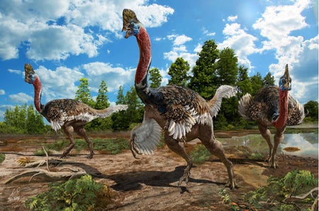 Corythoraptor