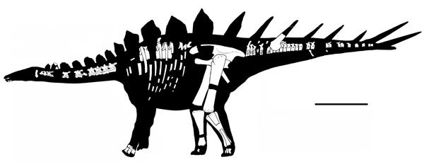Old Stegosaur Alters History Of Armored Dinosaurs Scientific