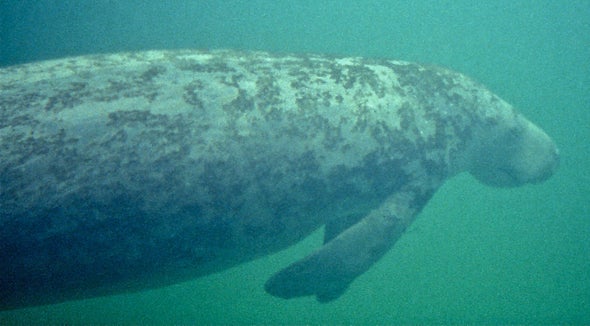Think Manatees are Recovered? Look Farther South
