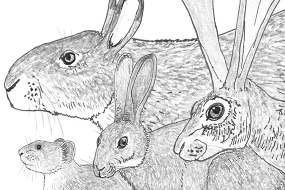 News from the World of Rabbits | Scientific American