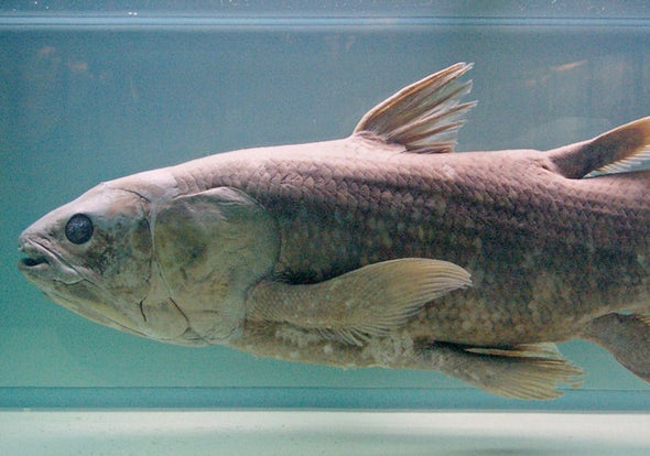 Coelacanth, the Famous 