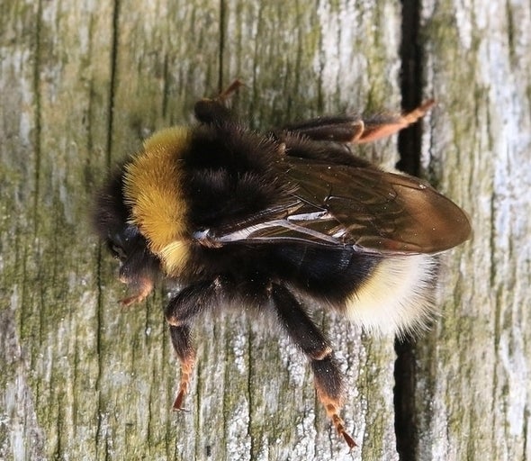 The Cuckoo Reason Why These Bumblebees May Go Extinct