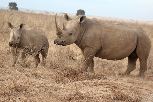 Shock as China Legalizes Medicinal Trade in Rhino Horns and Tiger Parts