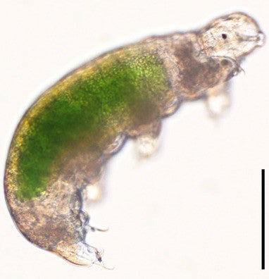 Water Bears Frozen During the Reagan Administration Wake Up and Lay Eggs -  Scientific American Blog Network