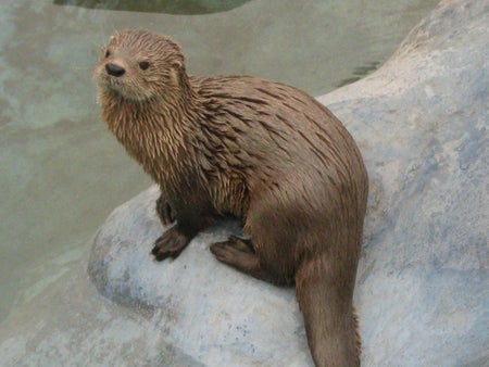 Marine otter