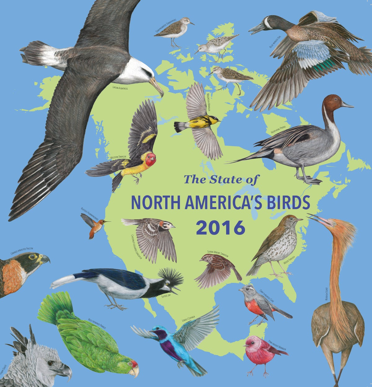 Species Of Birds In North America