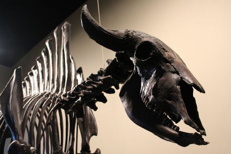 Bison
