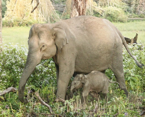 The Hidden Crisis Killing India's Young Elephants