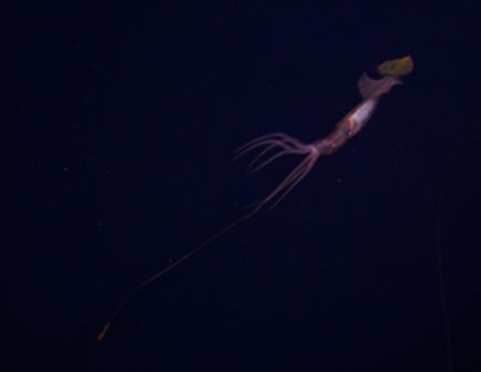 First Footage of Deep-Sea Squid Solves Mystery of Lame Tentacle Club ...