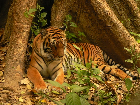 Tigers Extinct in Laos