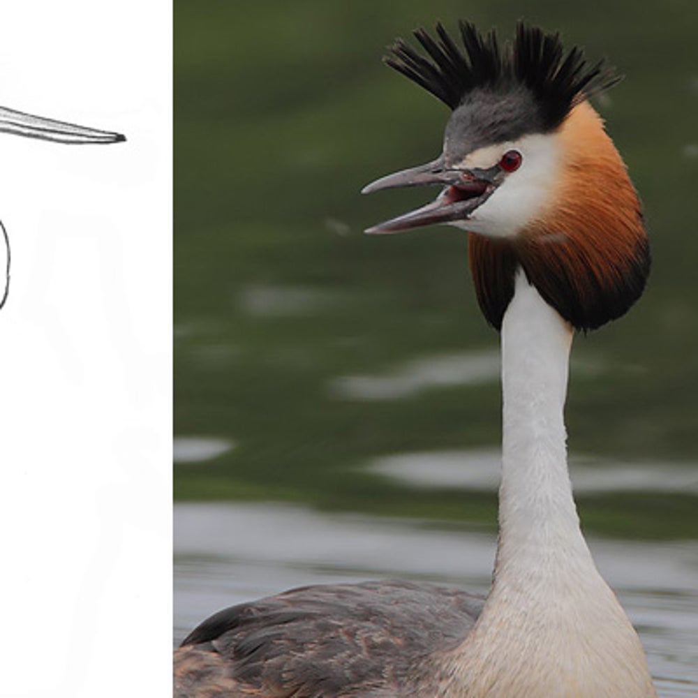 A diamond in the marsh: Saving the Lake Alaotra Gentle Lemur, image size:1000x1000