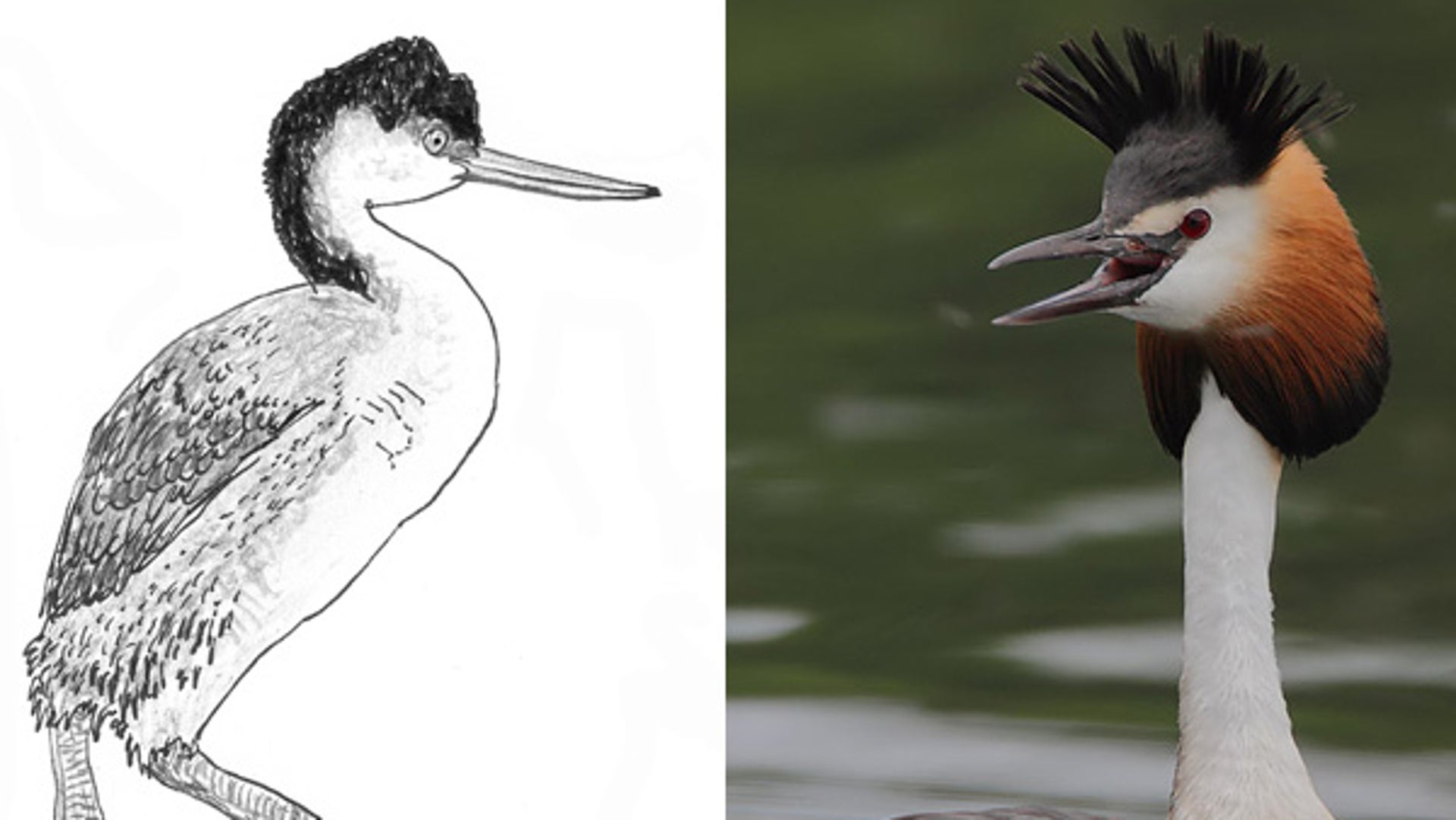 Plight of the Flightless Grebes | Scientific American, image size:1920x1082