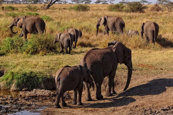 The True Cost of a Dead Elephant