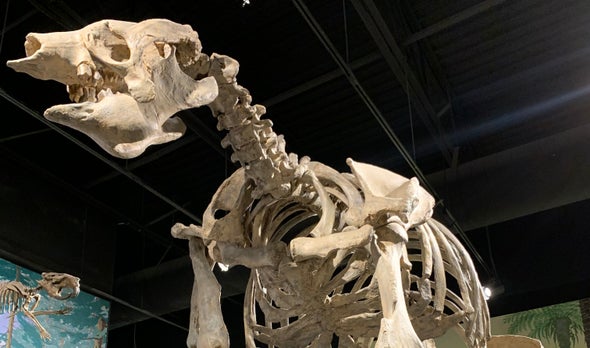Paleontologists Dig Into a Giant Sloth Boneyard