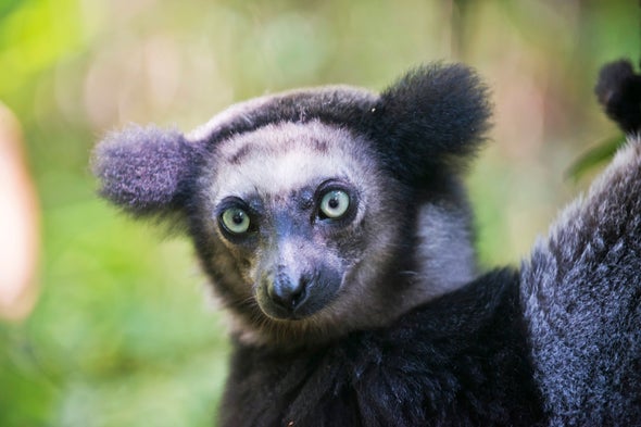 Lemurs in Crisis: 105 Species Now Threatened with Extinction - Scientific  American Blog Network