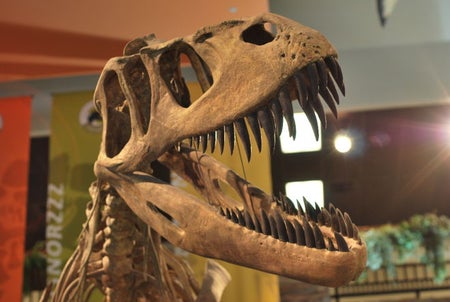 Torvosaurus