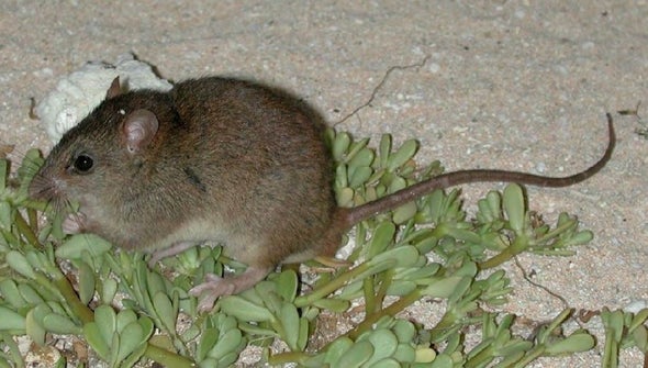 Climate Change Has Claimed Its First Mammal Extinction