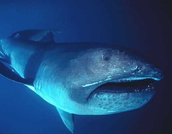 paleo profile the dawn megamouth scientific american blog network