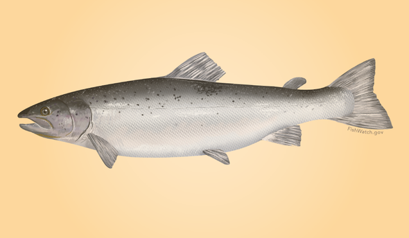 To Every Scam There Is a Season: Report Shows Salmon Fraud Prevalent in Winter