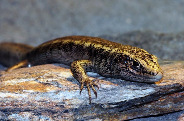 "A Complete Enigma"--New Zealand Lizard Declared Extinct 130 Years after Only Sighting