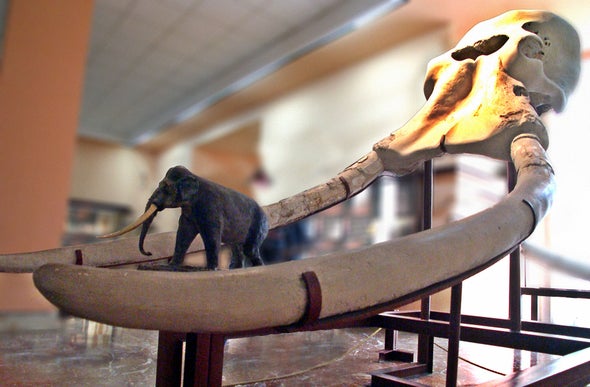 In Ancient Bones, an Elephant-Size Surprise