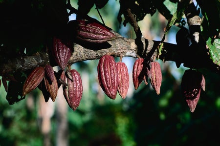 Scientific American Logo