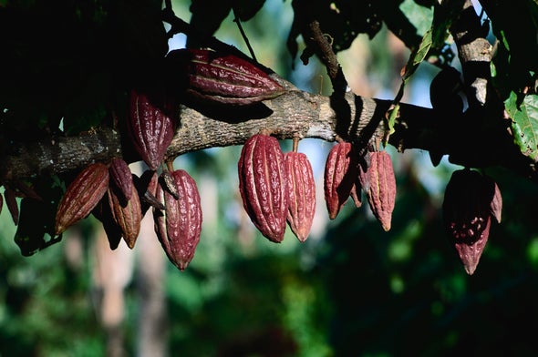 How Chocolate Can Help Save the Planet