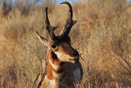 Pronghorn
