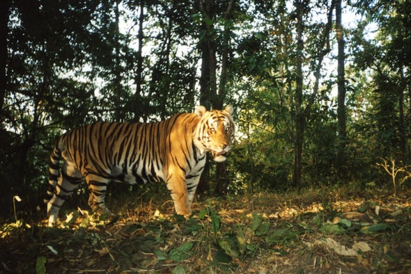 World's second breeding population of Indochinese tigers discovered in  Thailand's forests