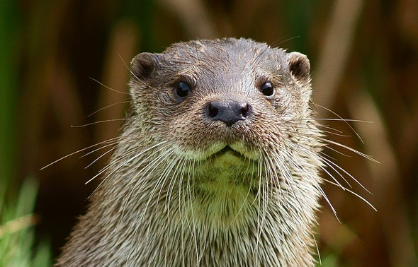 Asian Otters Are the Latest Victims of the Illegal Pet and Fur Trades