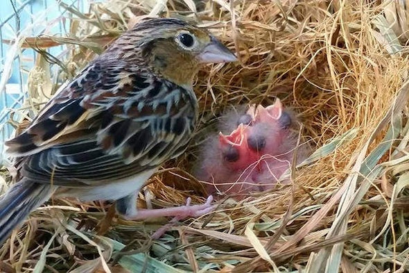 Is This The Year The Florida Grasshopper Sparrow Goes Extinct Scientific American Blog Network Is This The Year The Florida Grasshopper Sparrow Goes Extinct Scientific American Blog Network