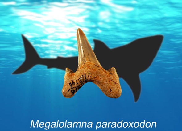 Paleo Profile: The Paradoxical Mega Shark