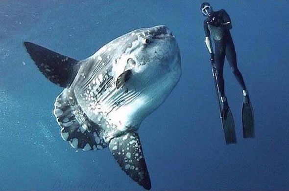 Face to Face With the Ugly, Marvelous Mola Mola