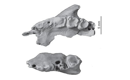 Microleo