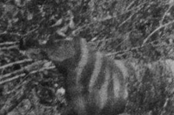 The Ozenkadnook Tiger Photo Revealed as a Hoax