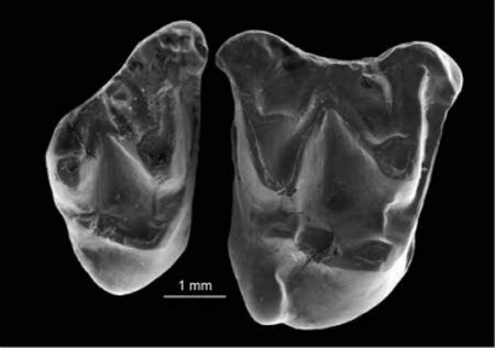 Bat teeth