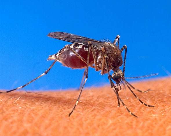 Mosquitoes Drill Under Human Skin with 6 Hollow Needles [Video]