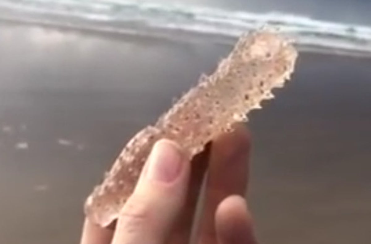 Alien Creature Swarming Oregon's Coast Is Actually a Close Relative [Video]
