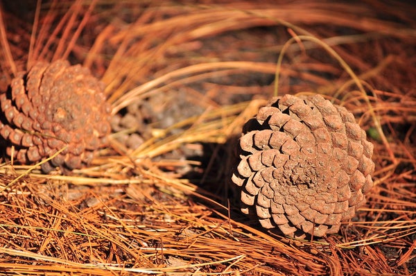 two pinecones sitting in dried pine needles