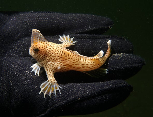 Killer Starfish Threaten Fish That Walks on Handlike Fins