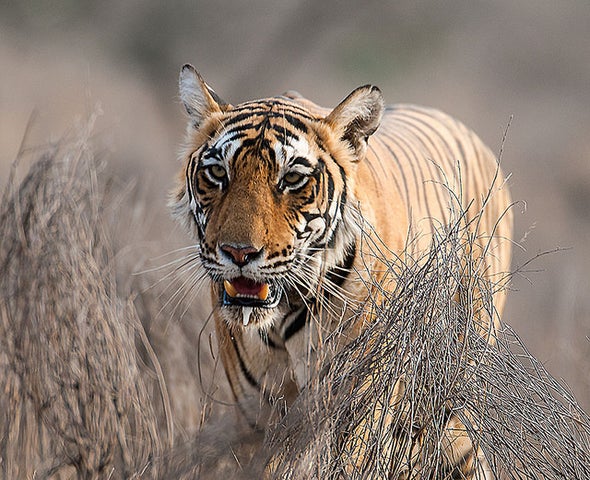 Bangladesh Has 75 Percent Fewer Tigers Than Expected