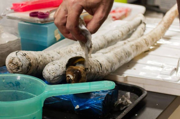 The Giant Shipworm, Revealed at Last [Video]