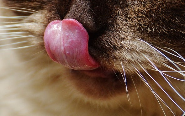 Why a Cat's Tongue Is Like No Other [Video]