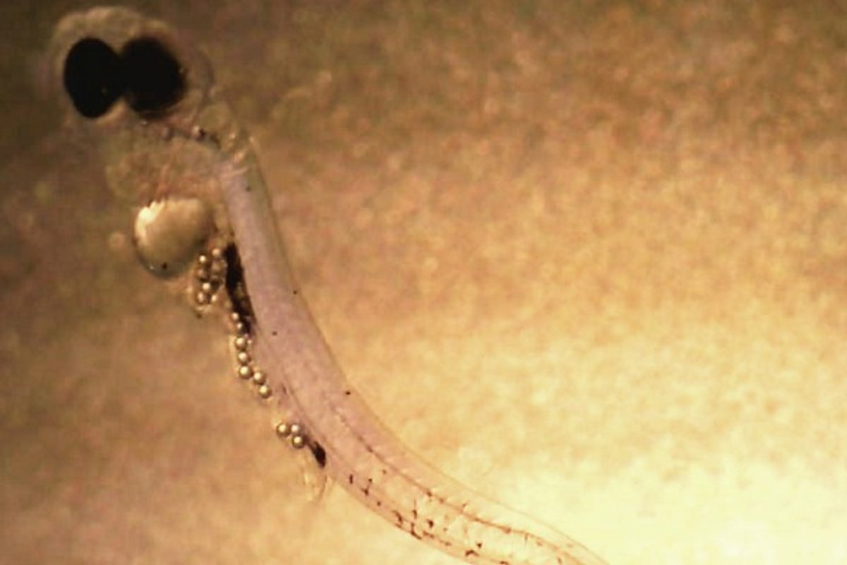 Micral Fish Appetite for Destruction: Some Fish are Developing a Taste for ...