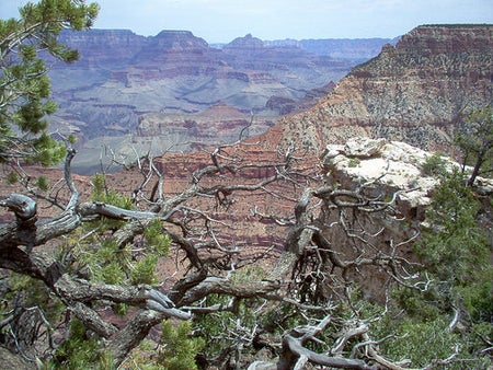 Image shows the Grand Canyon photographed through the bare branches of a gnarled tree.
