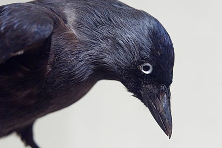 black crow