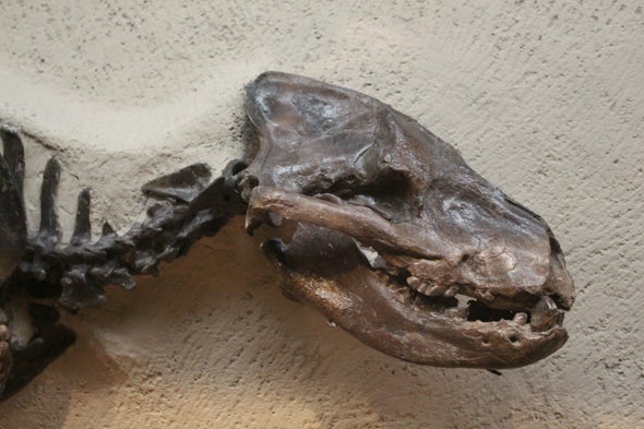 Yale's Mysterious Fossil Beast