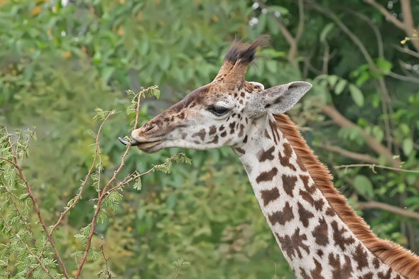 How Giraffes Became Winners by a Neck